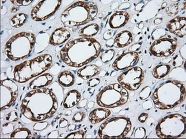 GRASP65 Antibody in Immunohistochemistry (Paraffin) (IHC (P))