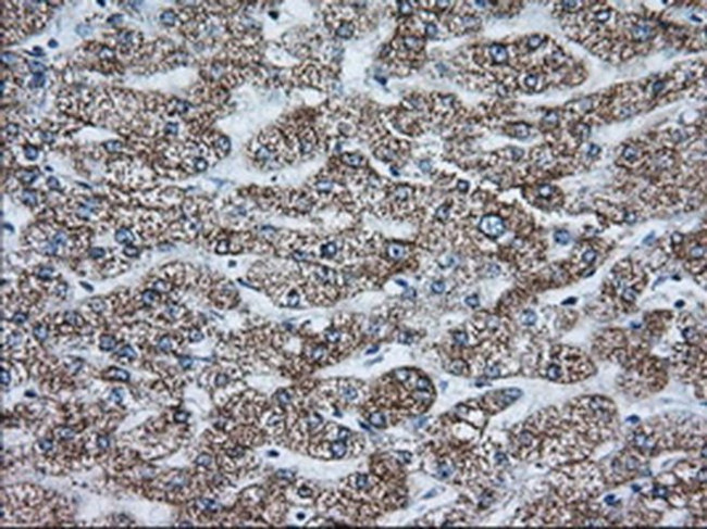 GRASP65 Antibody in Immunohistochemistry (Paraffin) (IHC (P))