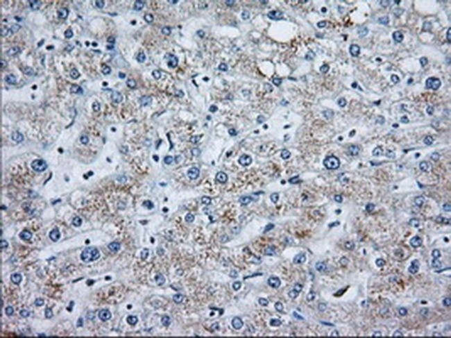 MOB4A Antibody in Immunohistochemistry (Paraffin) (IHC (P))