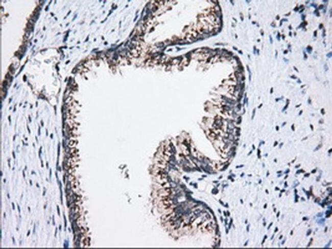 MOB4A Antibody in Immunohistochemistry (Paraffin) (IHC (P))