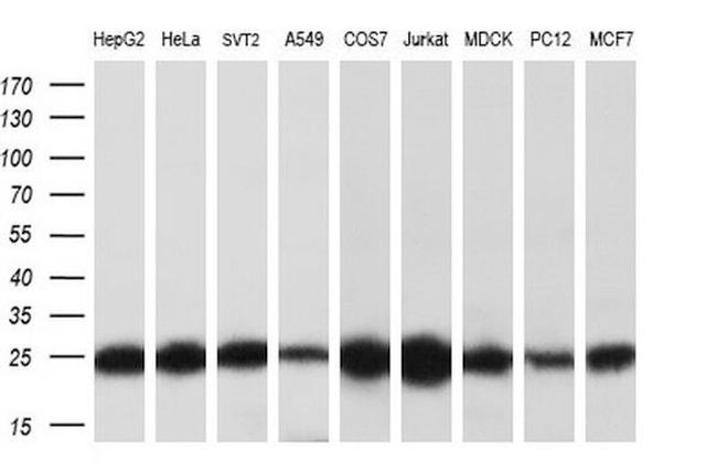 MOB4A Antibody in Western Blot (WB)