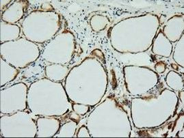 XPNPEP1 Antibody in Immunohistochemistry (Paraffin) (IHC (P))