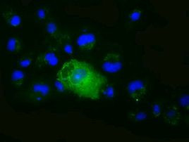 XPNPEP1 Antibody in Immunocytochemistry (ICC/IF)