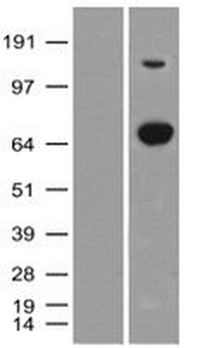 XPNPEP1 Antibody in Western Blot (WB)