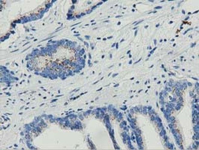 MOB4A Antibody in Immunohistochemistry (Paraffin) (IHC (P))