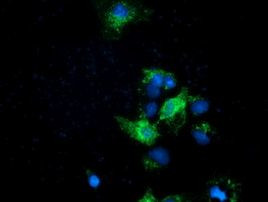 Ephrin A2 Antibody in Immunocytochemistry (ICC/IF)