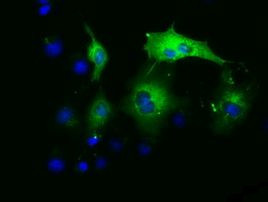 PAICS Antibody in Immunocytochemistry (ICC/IF)