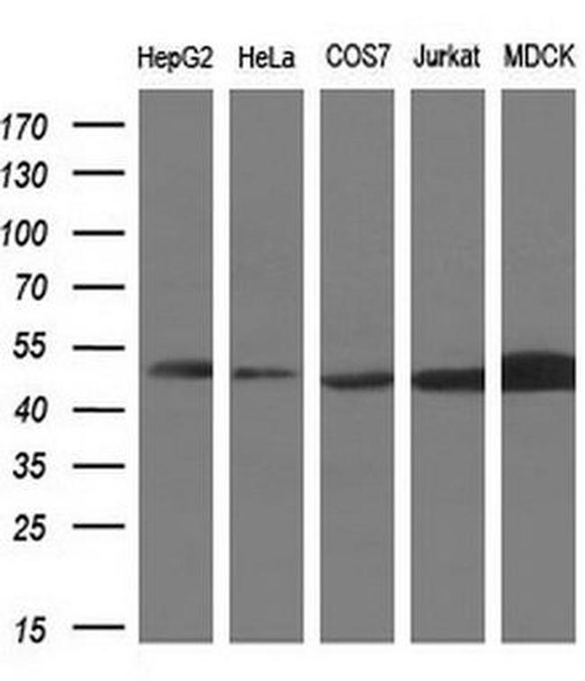 PAICS Antibody in Western Blot (WB)