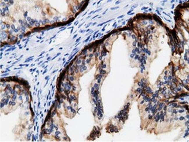 CRYM Antibody in Immunohistochemistry (Paraffin) (IHC (P))