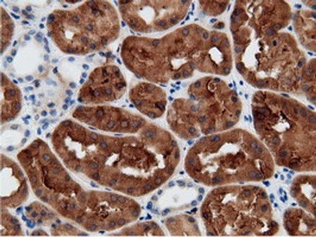 CRYM Antibody in Immunohistochemistry (Paraffin) (IHC (P))