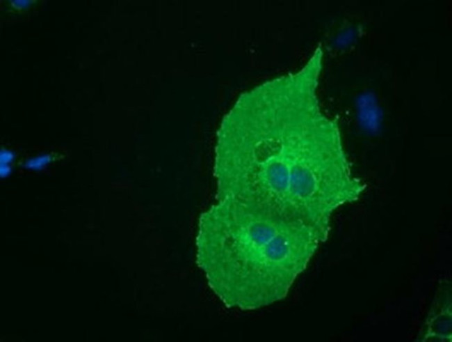 SH3GL1 Antibody in Immunocytochemistry (ICC/IF)