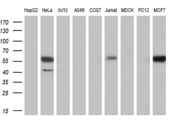 DYNC1LI1 Antibody in Western Blot (WB)