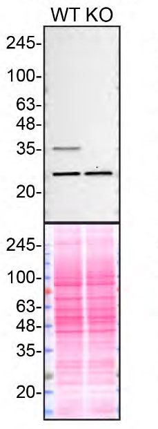 QPRT Antibody in Western Blot (WB)