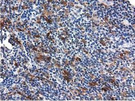 QPRT Antibody in Immunohistochemistry (Paraffin) (IHC (P))