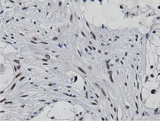 NT5D1 Antibody in Immunohistochemistry (Paraffin) (IHC (P))