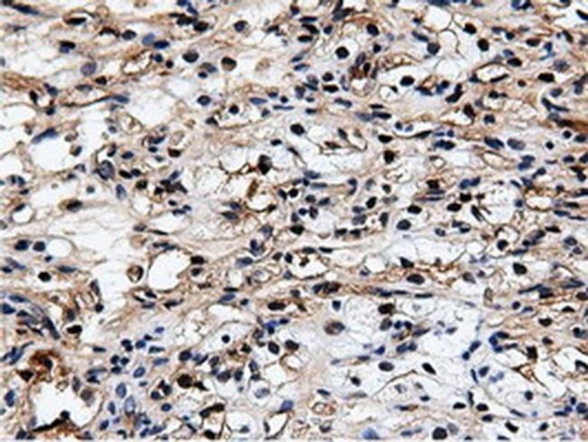 NT5D1 Antibody in Immunohistochemistry (Paraffin) (IHC (P))