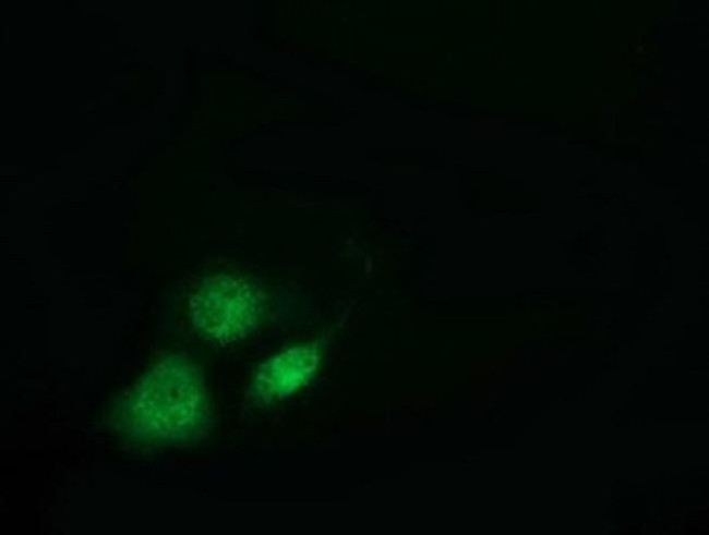 VWA5A Antibody in Immunocytochemistry (ICC/IF)