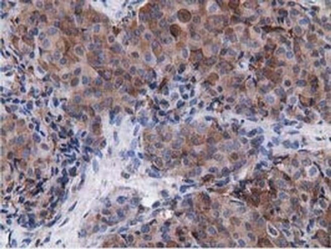 VWA5A Antibody in Immunohistochemistry (Paraffin) (IHC (P))