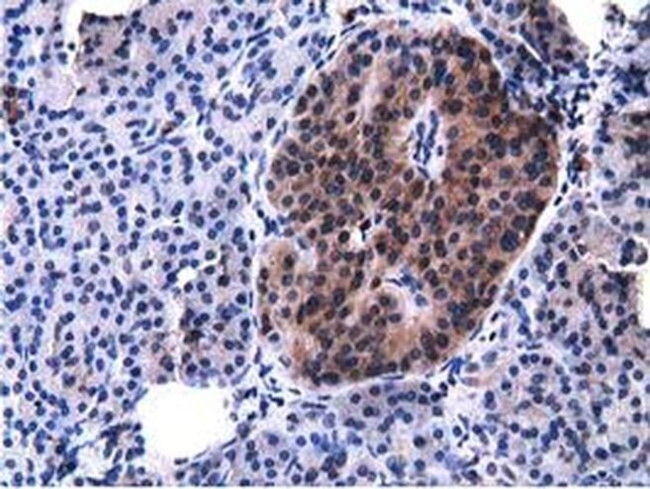 VWA5A Antibody in Immunohistochemistry (Paraffin) (IHC (P))