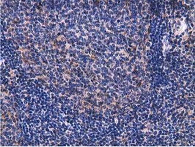 VWA5A Antibody in Immunohistochemistry (Paraffin) (IHC (P))