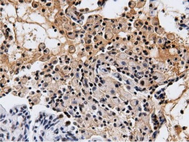 NT5D1 Antibody in Immunohistochemistry (Paraffin) (IHC (P))