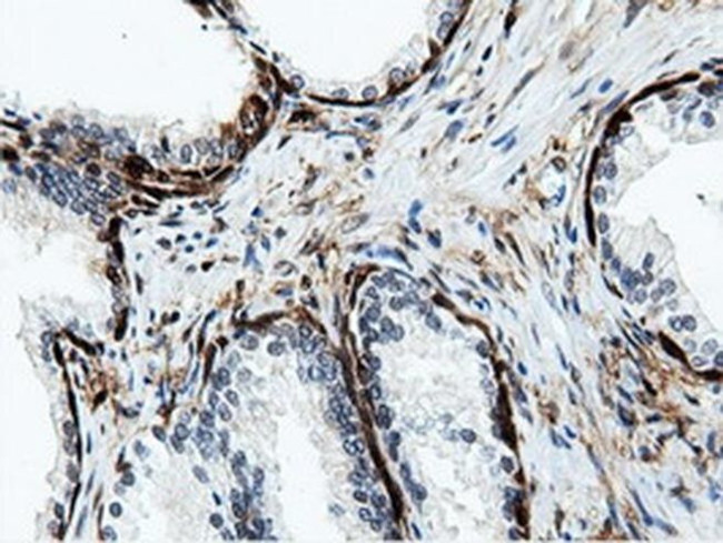 NT5D1 Antibody in Immunohistochemistry (Paraffin) (IHC (P))