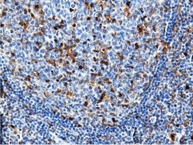 NT5D1 Antibody in Immunohistochemistry (Paraffin) (IHC (P))