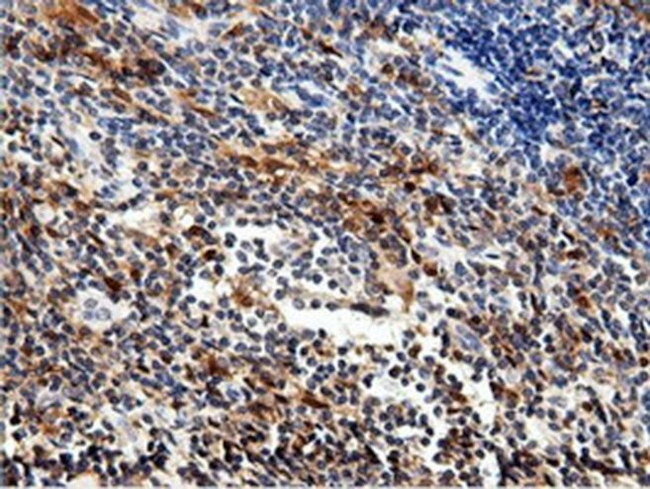 NT5D1 Antibody in Immunohistochemistry (Paraffin) (IHC (P))