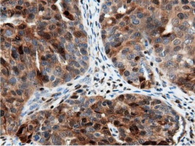 NT5D1 Antibody in Immunohistochemistry (Paraffin) (IHC (P))