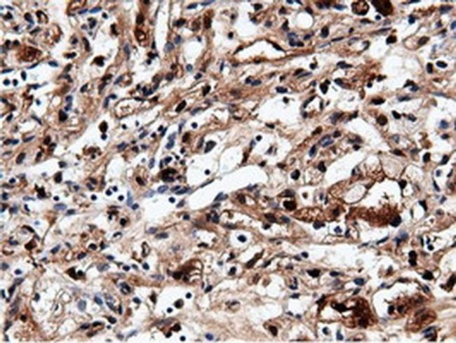 NT5D1 Antibody in Immunohistochemistry (Paraffin) (IHC (P))