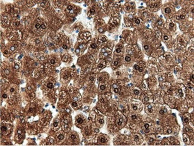 NT5D1 Antibody in Immunohistochemistry (Paraffin) (IHC (P))