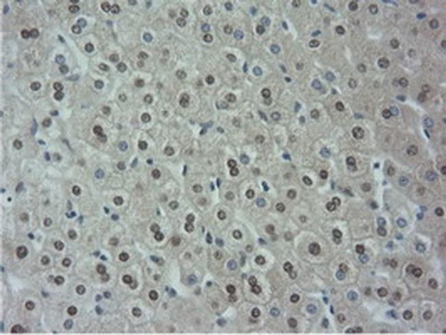 NT5D1 Antibody in Immunohistochemistry (Paraffin) (IHC (P))