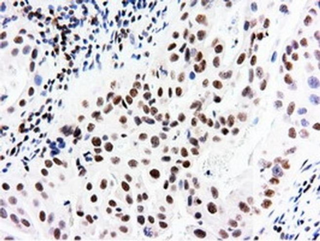 NT5D1 Antibody in Immunohistochemistry (Paraffin) (IHC (P))