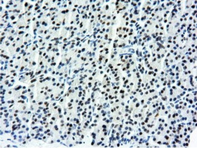 NT5D1 Antibody in Immunohistochemistry (Paraffin) (IHC (P))