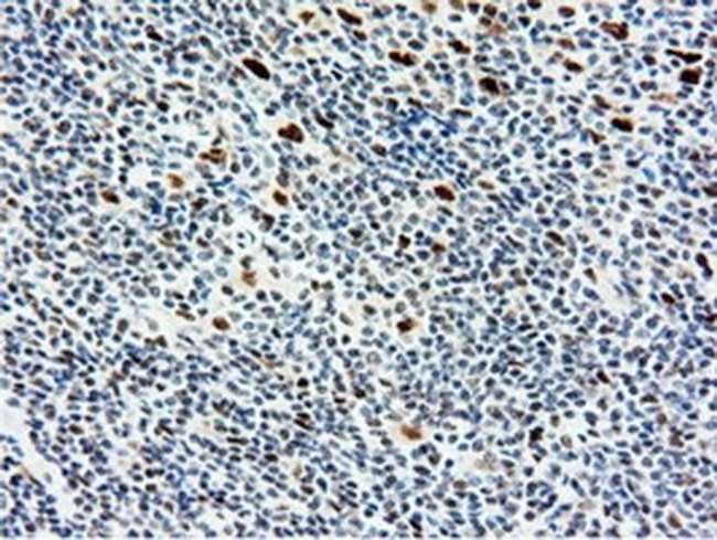 NT5D1 Antibody in Immunohistochemistry (Paraffin) (IHC (P))