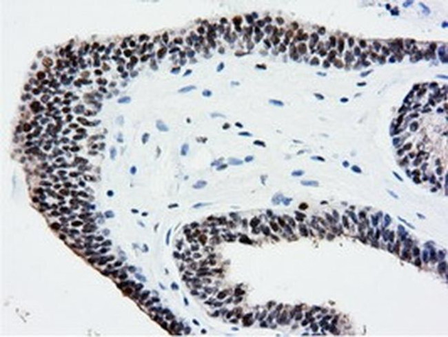 NT5D1 Antibody in Immunohistochemistry (Paraffin) (IHC (P))