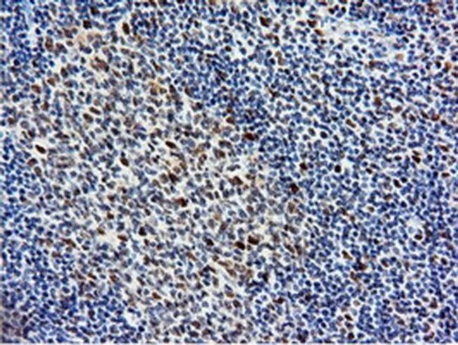 NT5D1 Antibody in Immunohistochemistry (Paraffin) (IHC (P))