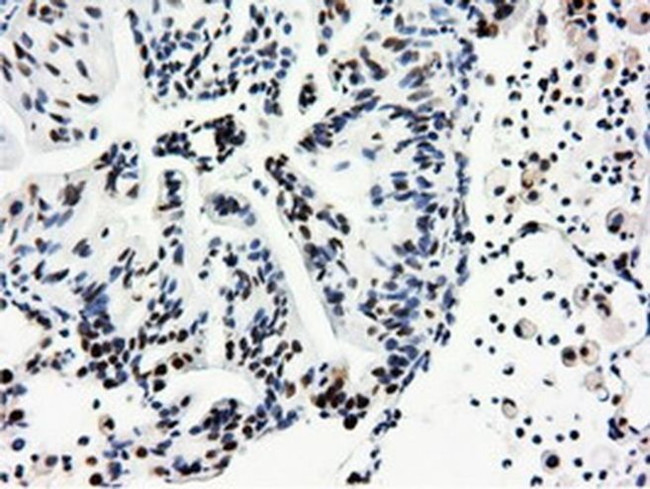 NT5D1 Antibody in Immunohistochemistry (Paraffin) (IHC (P))