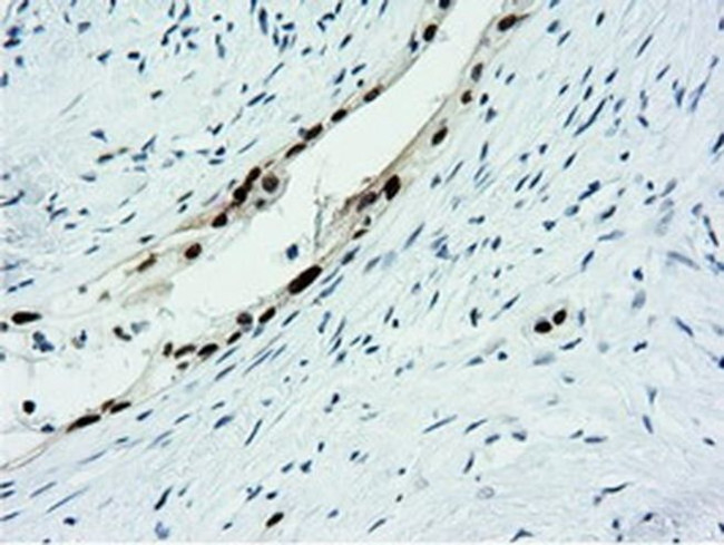 NT5D1 Antibody in Immunohistochemistry (Paraffin) (IHC (P))