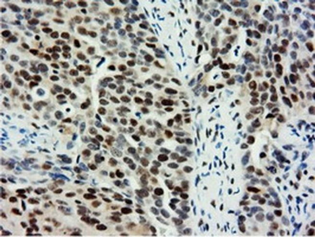 NT5D1 Antibody in Immunohistochemistry (Paraffin) (IHC (P))