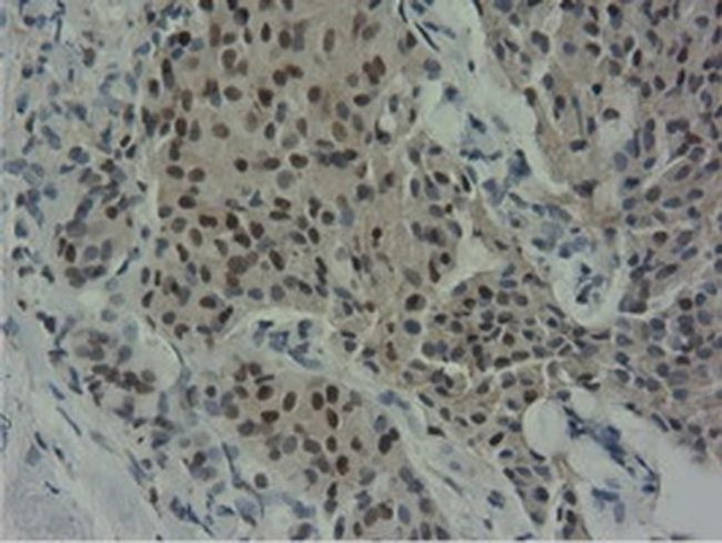 NT5D1 Antibody in Immunohistochemistry (Paraffin) (IHC (P))