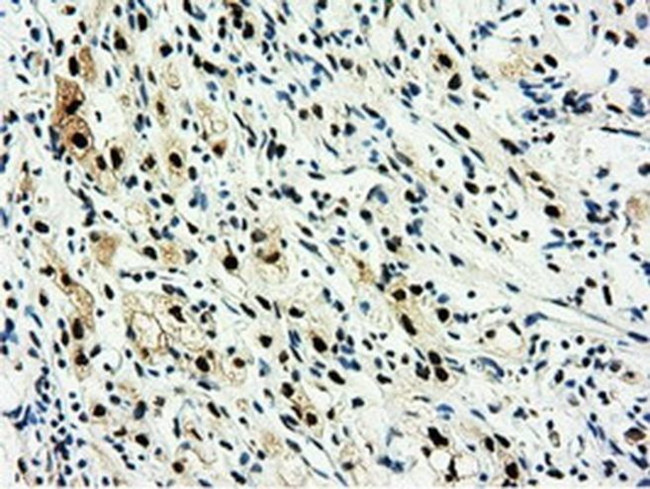 NT5D1 Antibody in Immunohistochemistry (Paraffin) (IHC (P))