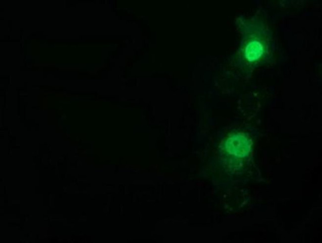 NT5D1 Antibody in Immunocytochemistry (ICC/IF)