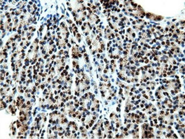 NT5D1 Antibody in Immunohistochemistry (Paraffin) (IHC (P))