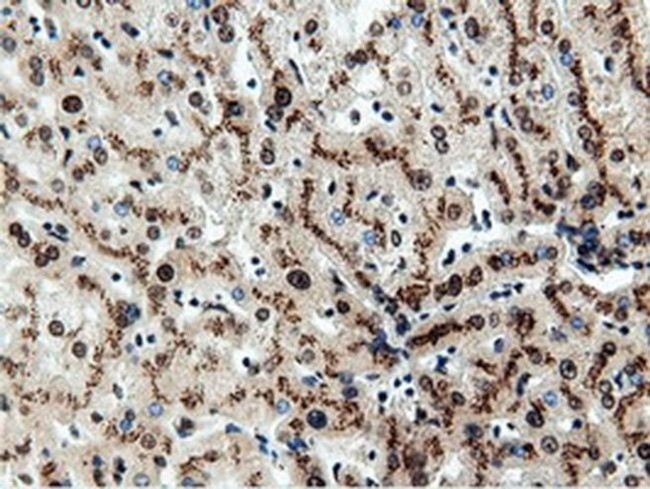 NT5D1 Antibody in Immunohistochemistry (Paraffin) (IHC (P))