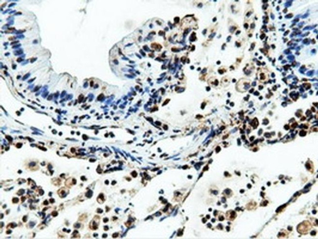 NT5D1 Antibody in Immunohistochemistry (Paraffin) (IHC (P))