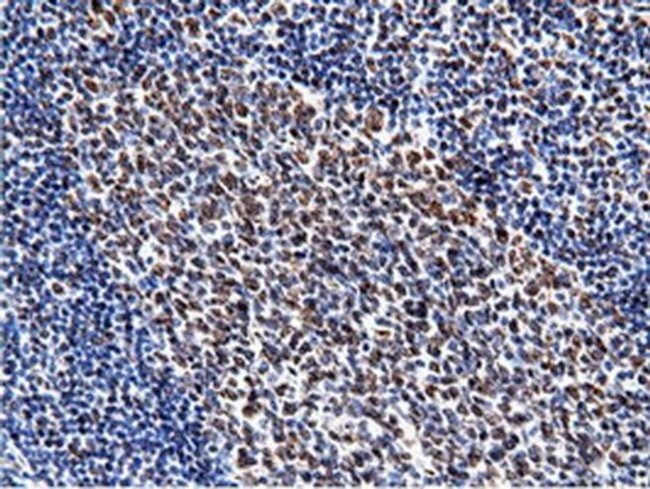 NT5D1 Antibody in Immunohistochemistry (Paraffin) (IHC (P))