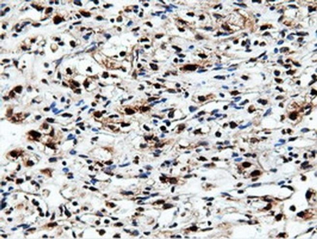 NT5D1 Antibody in Immunohistochemistry (Paraffin) (IHC (P))