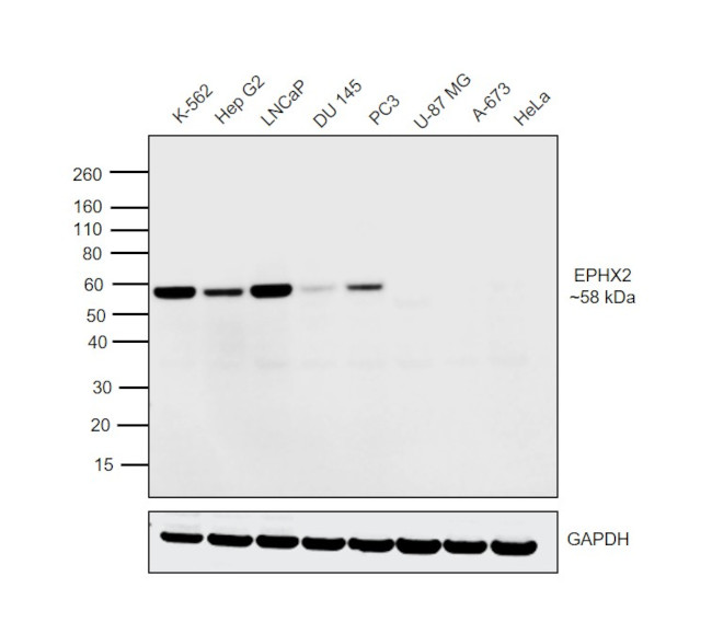 EPHX2 Antibody