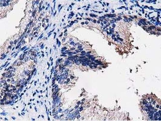 PEPD Antibody in Immunohistochemistry (Paraffin) (IHC (P))